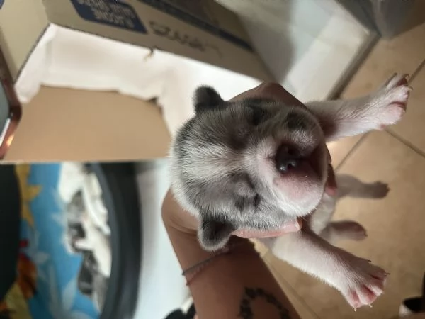 Cuccioli di Bulldog francese 