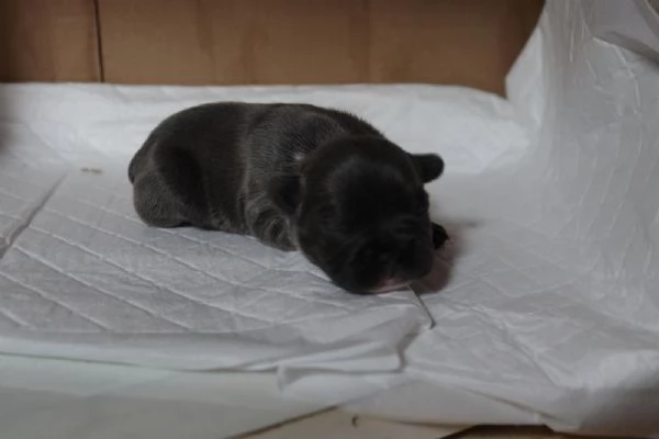 Cuccioli di Bulldog francese  | Foto 6