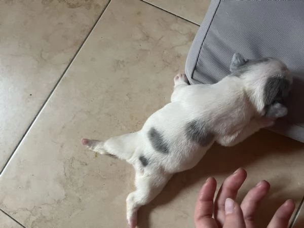 Cuccioli di Bulldog francese  | Foto 5
