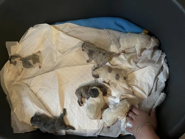 Cuccioli di Bulldog francese  | Foto 4