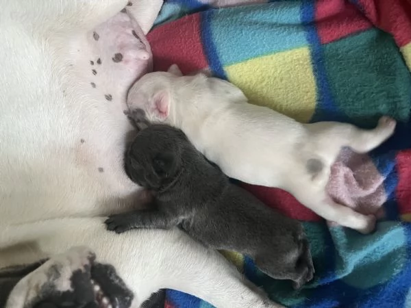 Cuccioli di Bulldog francese  | Foto 3