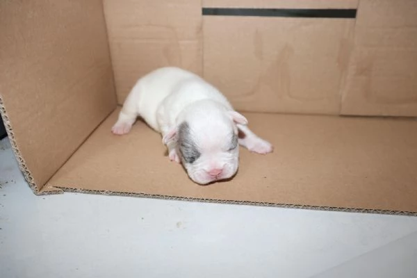 Cuccioli di Bulldog francese  | Foto 2
