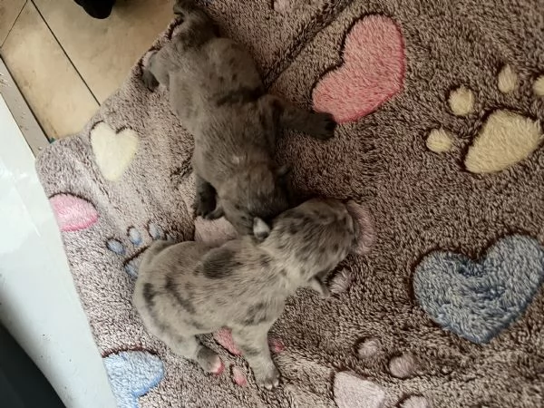 Cuccioli di Bulldog francese  | Foto 1