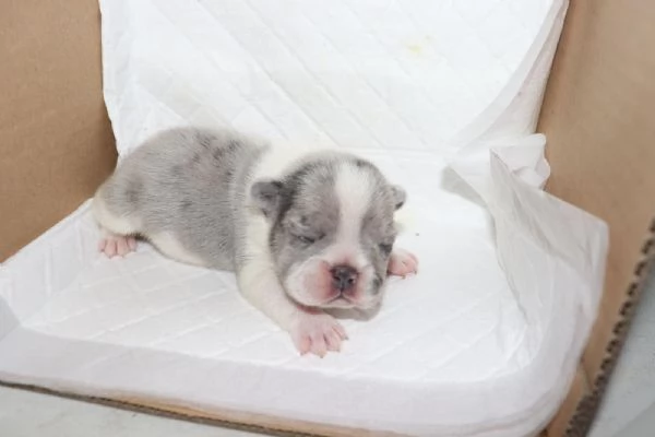 Cuccioli di Bulldog francese  | Foto 0