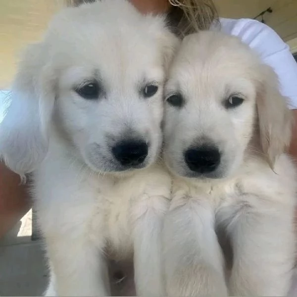 Meravigliosi cuccioli Golden Retriever | Foto 0