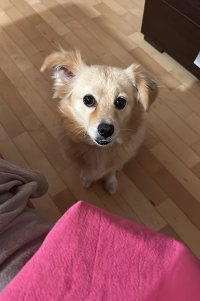 Cedesi cagnolina | Foto 1