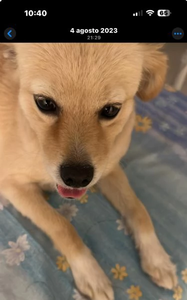 Cedesi cagnolina | Foto 0