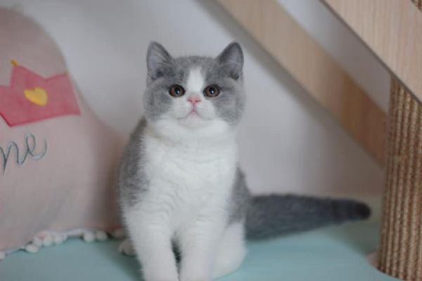 Cucciolo di British Shorthair  | Foto 0