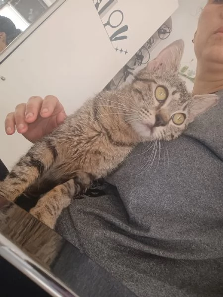 La Dolce Lulù cerca casa | Foto 5