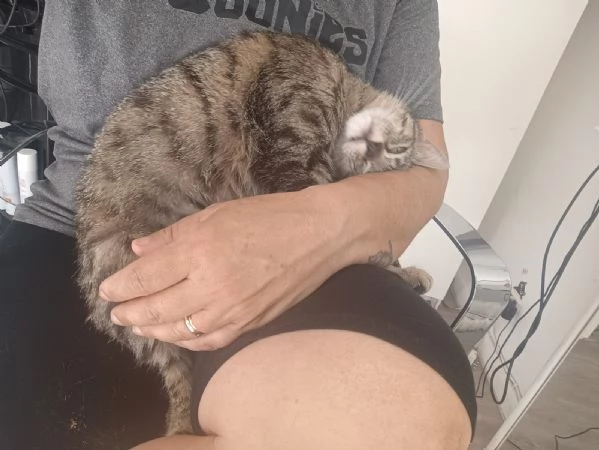 La Dolce Lulù cerca casa | Foto 4