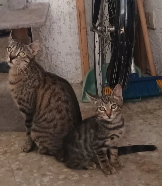 La Dolce Lulù cerca casa | Foto 3