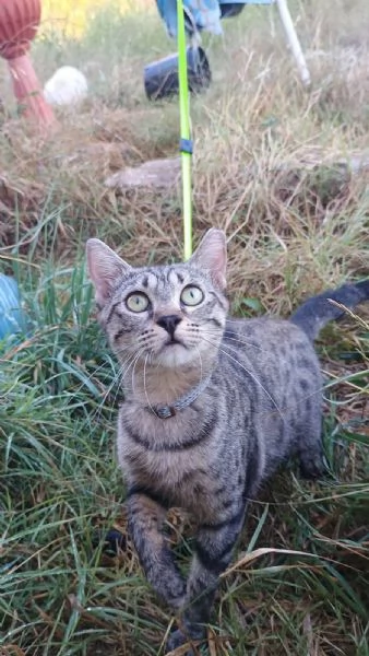 La Dolce Lulù cerca casa