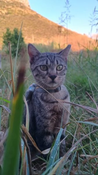 La Dolce Lulù cerca casa | Foto 0