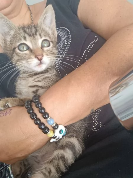 Adotta Oliver il micino con occhioni che rubano il ❤️ | Foto 7