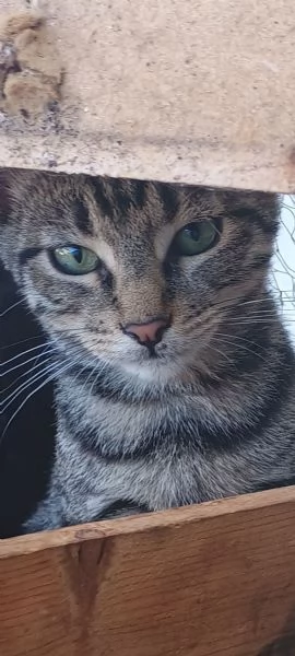 Adotta Oliver il micino con occhioni che rubano il ❤️