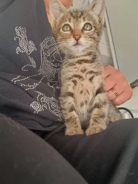 Adotta Oliver il micino con occhioni che rubano il ❤️ | Foto 4