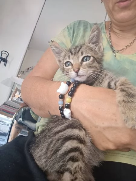 Adotta Oliver il micino con occhioni che rubano il ❤️ | Foto 3