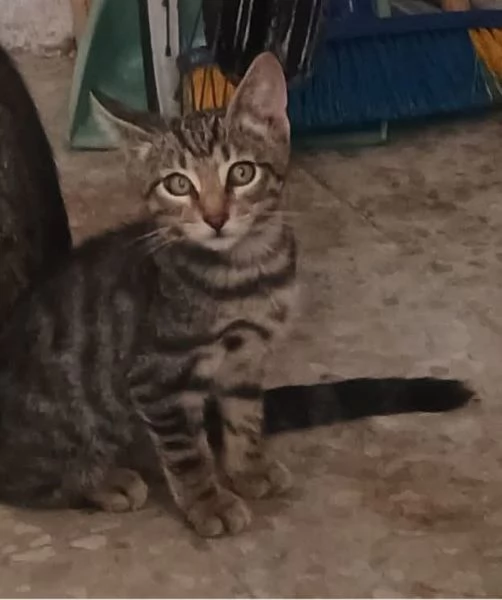 Adotta Oliver il micino con occhioni che rubano il ❤️ | Foto 2