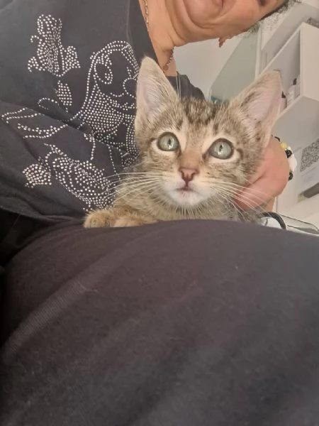 Adotta Oliver il micino con occhioni che rubano il ❤️ | Foto 1