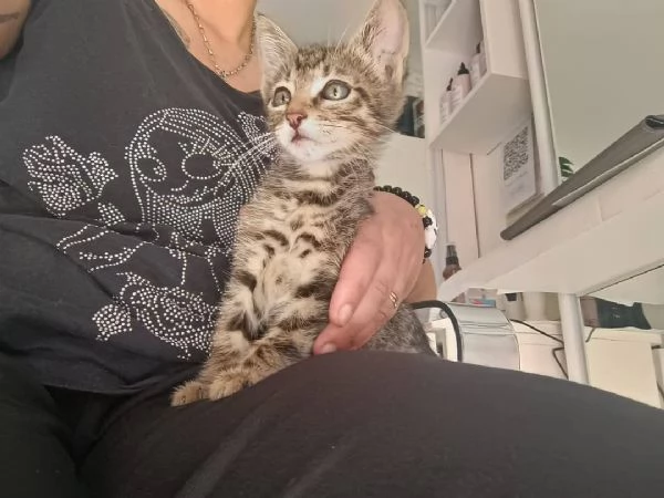 Adotta Oliver il micino con occhioni che rubano il ❤️ | Foto 0