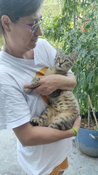 Adotta Chloe la micia dolce come una cucciola ma saggia come una mamma.  | Foto 6