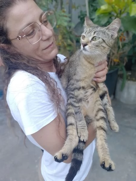 Adotta Chloe la micia dolce come una cucciola ma saggia come una mamma.  | Foto 5