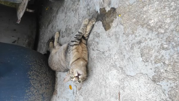 Adotta Chloe la micia dolce come una cucciola ma saggia come una mamma.  | Foto 4