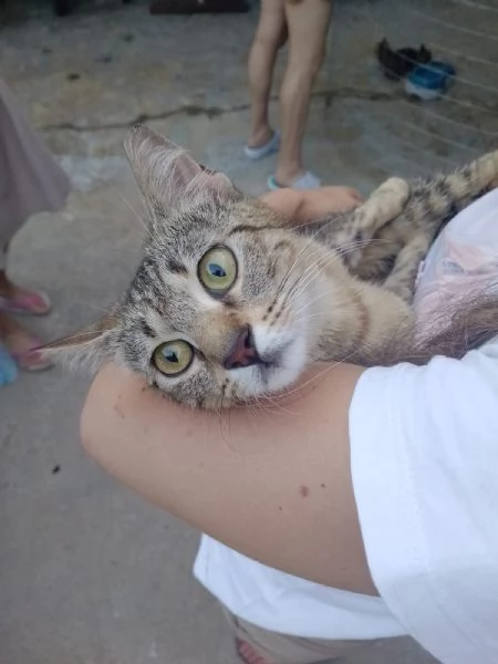 Adotta Chloe la micia dolce come una cucciola ma saggia come una mamma.  | Foto 3