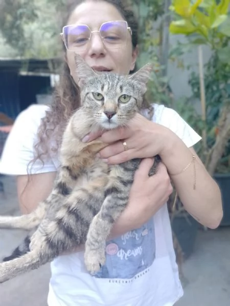 Adotta Chloe la micia dolce come una cucciola ma saggia come una mamma.  | Foto 2