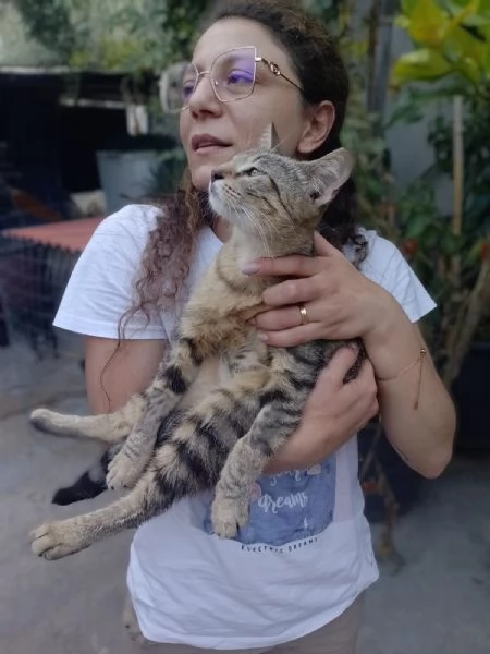 Adotta Chloe la micia dolce come una cucciola ma saggia come una mamma. 