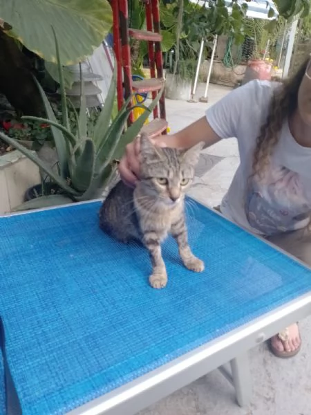 Adotta Chloe la micia dolce come una cucciola ma saggia come una mamma.  | Foto 1