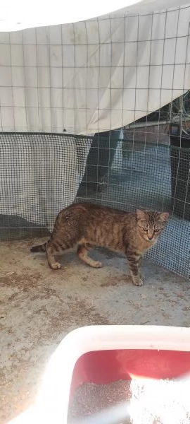 Adotta Chloe la micia dolce come una cucciola ma saggia come una mamma.  | Foto 0