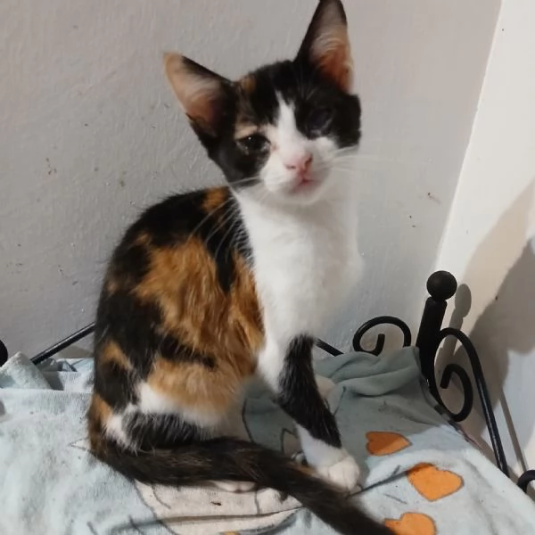 SOS lo stallo sta per finire Hänsel e Gretel cercano adozione