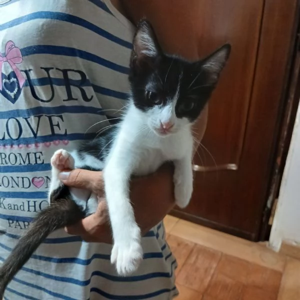 SOS lo stallo sta per finire Hänsel e Gretel cercano adozione | Foto 3