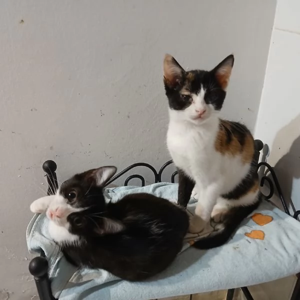 SOS lo stallo sta per finire Hänsel e Gretel cercano adozione | Foto 2