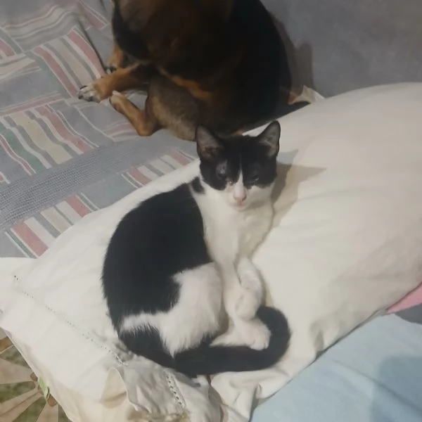 SOS lo stallo sta per finire Hänsel e Gretel cercano adozione | Foto 1