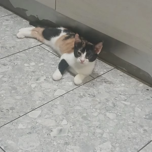 SOS lo stallo sta per finire Hänsel e Gretel cercano adozione | Foto 0