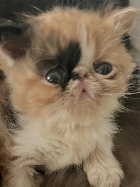 Cuccioli exotic shirtaire