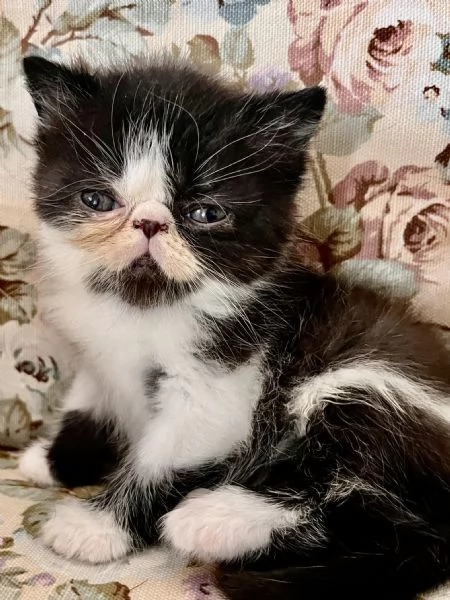 Cuccioli exotic shirtaire | Foto 4