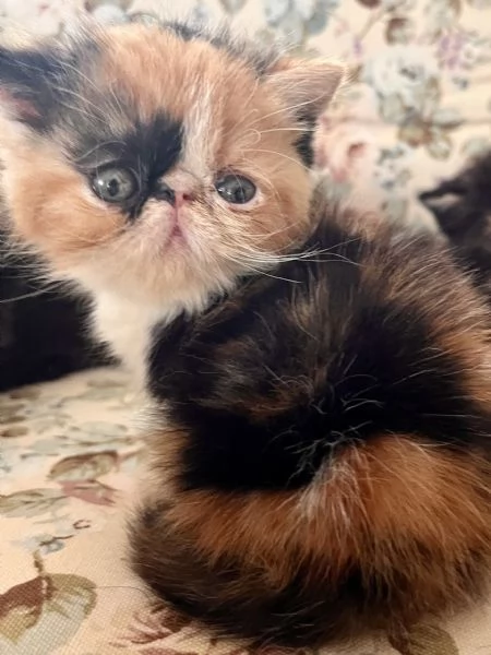 Cuccioli exotic shirtaire | Foto 3