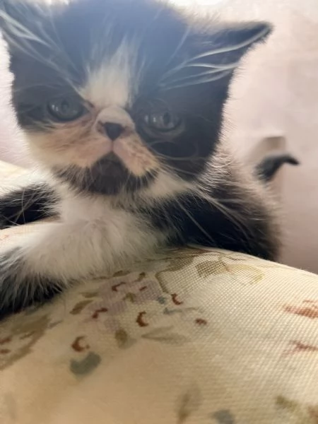 Cuccioli exotic shirtaire | Foto 2