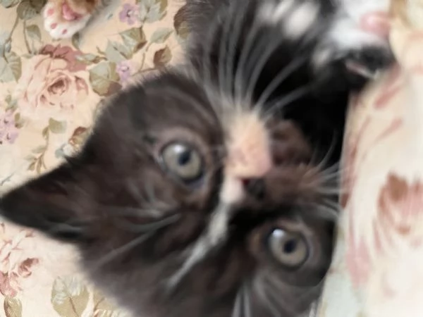 Cuccioli exotic shirtaire | Foto 1