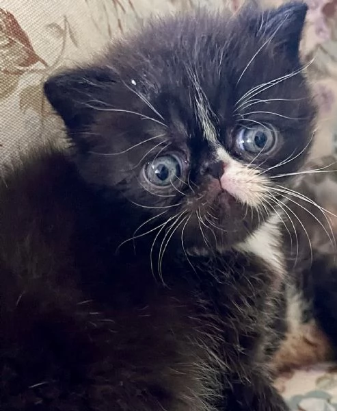 Cuccioli exotic shirtaire | Foto 0