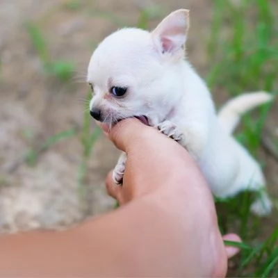 Maschio e femmina Chihuahua disponibili per l'adozione | Foto 1