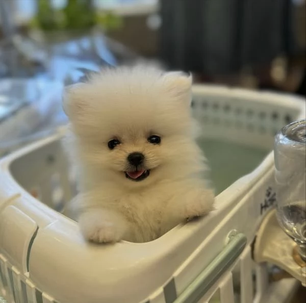 Cucciolo di Pomerania Toy maschio e femmina | Foto 3