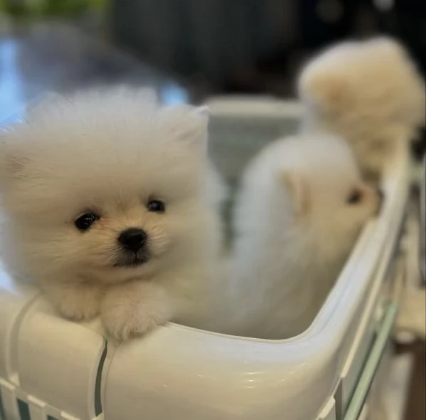 Cucciolo di Pomerania Toy maschio e femmina | Foto 0