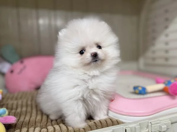 Bellissimi cuccioli di Pomerania Volpino | Foto 6