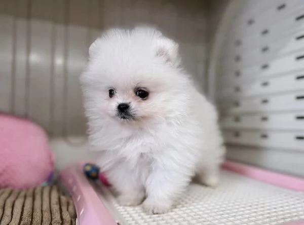 Bellissimi cuccioli di Pomerania Volpino | Foto 5