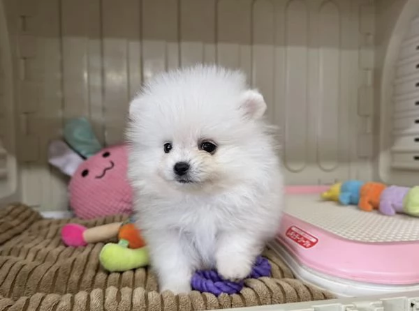 Bellissimi cuccioli di Pomerania Volpino | Foto 4