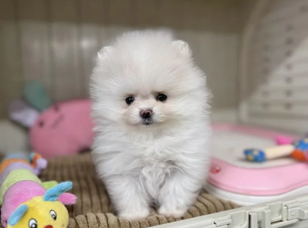 Bellissimi cuccioli di Pomerania Volpino | Foto 3